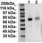 c-Myc antibody, TA354821, Origene, Western Blot image 