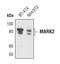 Microtubule Affinity Regulating Kinase 2 antibody, PA5-17135, Invitrogen Antibodies, Western Blot image 