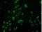 Monoglyceride Lipase antibody, NBP2-00735, Novus Biologicals, Immunofluorescence image 