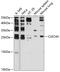 C-Type Lectin Domain Family 4 Member A antibody, 18-780, ProSci, Western Blot image 