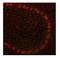 ADAM Metallopeptidase Domain 15 antibody, NBP1-59198, Novus Biologicals, Immunofluorescence image 