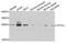 PTTG1 Regulator Of Sister Chromatid Separation, Securin antibody, A8307, ABclonal Technology, Western Blot image 