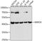 WW Domain Containing Oxidoreductase antibody, 14-562, ProSci, Western Blot image 