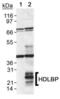 High Density Lipoprotein Binding Protein antibody, PA1-16995, Invitrogen Antibodies, Western Blot image 