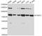 Poly(ADP-Ribose) Polymerase Family Member 3 antibody, A4360, ABclonal Technology, Western Blot image 