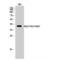 Kruppel Like Factor 1 antibody, LS-C383309, Lifespan Biosciences, Western Blot image 