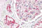 Calcium/Calmodulin Dependent Serine Protein Kinase antibody, MBS248449, MyBioSource, Immunohistochemistry frozen image 