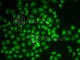 Protein Tyrosine Phosphatase Non-Receptor Type 6 antibody, A1446, ABclonal Technology, Immunofluorescence image 