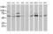 Beclin 1 antibody, MA5-25480, Invitrogen Antibodies, Western Blot image 