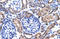 Forkhead Box P4 antibody, orb329611, Biorbyt, Immunohistochemistry paraffin image 