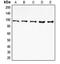 Eukaryotic Translation Initiation Factor 4 Gamma 2 antibody, orb213886, Biorbyt, Western Blot image 