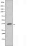 Olfactory Receptor Family 10 Subfamily G Member 6 antibody, orb227549, Biorbyt, Western Blot image 