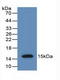 Anti-Mullerian Hormone antibody, LS-C292874, Lifespan Biosciences, Western Blot image 
