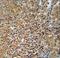 Prohibitin 2 antibody, LS-C100839, Lifespan Biosciences, Immunohistochemistry paraffin image 