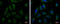 X-Linked Inhibitor Of Apoptosis antibody, GTX100496, GeneTex, Immunofluorescence image 
