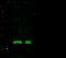 MYC Associated Factor X antibody, GTX02092, GeneTex, Western Blot image 