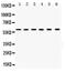 T-Complex 1 antibody, PB9826, Boster Biological Technology, Western Blot image 