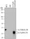 Epstein-Barr Virus Induced 3 antibody, PA5-46993, Invitrogen Antibodies, Western Blot image 