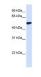 WD Repeat Domain 4 antibody, orb324952, Biorbyt, Western Blot image 