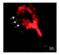 Haptoglobin antibody, MBS622563, MyBioSource, Immunofluorescence image 