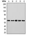 Annexin A11 antibody, orb377923, Biorbyt, Western Blot image 