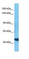 Glutamate Ionotropic Receptor AMPA Type Subunit 4 antibody, orb331510, Biorbyt, Western Blot image 