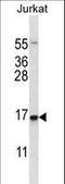 DNA Damage Inducible Transcript 3 antibody, LS-C167321, Lifespan Biosciences, Western Blot image 