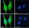 Triggering Receptor Expressed On Myeloid Cells 2 antibody, LS-C108118, Lifespan Biosciences, Immunofluorescence image 