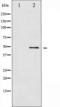 CREB2 antibody, TA325237, Origene, Western Blot image 