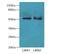 Solute Carrier Family 30 Member 6 antibody, LS-C399141, Lifespan Biosciences, Western Blot image 