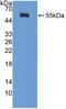 Diaphanous Related Formin 1 antibody, abx130946, Abbexa, Western Blot image 