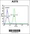 Biglycan antibody, 62-440, ProSci, Immunofluorescence image 