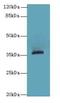 Olfactory Receptor Family 2 Subfamily L Member 13 antibody, A66350-100, Epigentek, Western Blot image 