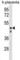 Clusterin Like 1 antibody, abx030473, Abbexa, Western Blot image 