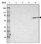 DANCE antibody, NBP1-90100, Novus Biologicals, Western Blot image 