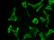 Protein C Receptor antibody, GTX02059, GeneTex, Immunofluorescence image 