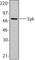 Spleen Associated Tyrosine Kinase antibody, 626201, BioLegend, Western Blot image 