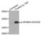 NFKB Inhibitor Alpha antibody, abx000236, Abbexa, Western Blot image 