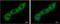 Poly(A) Binding Protein Cytoplasmic 1 antibody, NBP2-19670, Novus Biologicals, Immunofluorescence image 