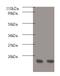 Replication Protein A3 antibody, orb239285, Biorbyt, Western Blot image 