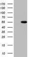 MAPK Activated Protein Kinase 5 antibody, CF804229, Origene, Western Blot image 