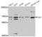 Polymeric Immunoglobulin Receptor antibody, PA5-76848, Invitrogen Antibodies, Western Blot image 