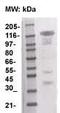 c-Kit antibody, TA354574, Origene, Western Blot image 