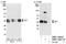 SET Nuclear Proto-Oncogene antibody, NBP1-26647, Novus Biologicals, Western Blot image 