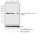 Protein Kinase AMP-Activated Catalytic Subunit Alpha 1 antibody, PA5-17831, Invitrogen Antibodies, Western Blot image 