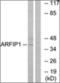 ORMDL Sphingolipid Biosynthesis Regulator 3 antibody, orb314007, Biorbyt, Western Blot image 