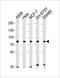 Protocadherin Gamma Subfamily A, 10 antibody, orb1035, Biorbyt, Western Blot image 