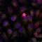 Nuclear Factor Kappa B Subunit 1 antibody, NB100-82074, Novus Biologicals, Immunocytochemistry image 