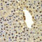 Deltex E3 Ubiquitin Ligase 2 antibody, 22-913, ProSci, Immunohistochemistry frozen image 