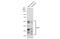 Transcription Factor 7 antibody, GTX113851, GeneTex, Western Blot image 